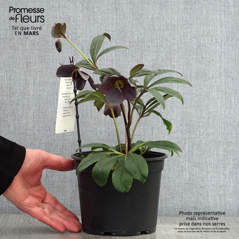 Helleborus hybridus Slaty Blue 2L/3L pot sample as delivered in spring