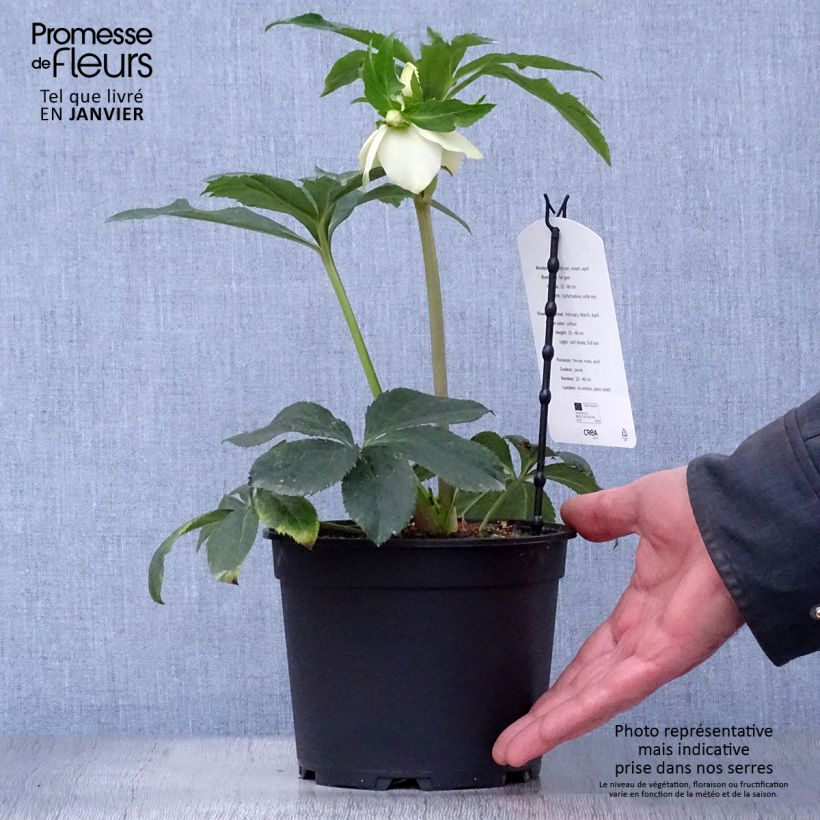 Helleborus hybridus Super Yellow 2L/3L pot sample as delivered in winter