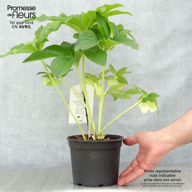 Helleborus hybridus Super Yellow 2L/3L pot sample as delivered in spring
