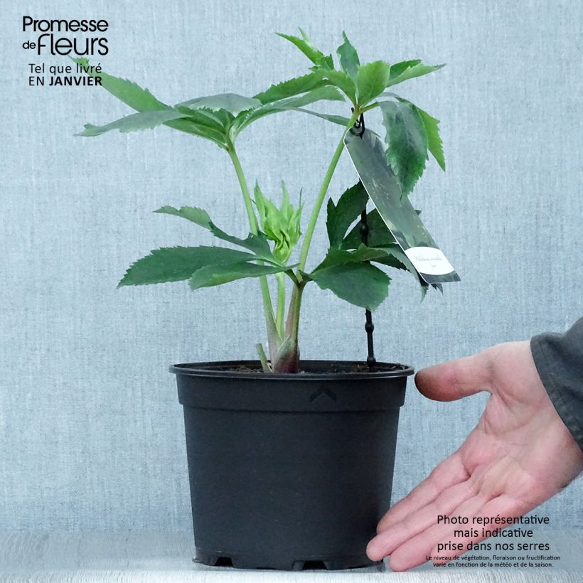 Helleborus hybridus Green-flowered 2L/3L pot sample as delivered in winter