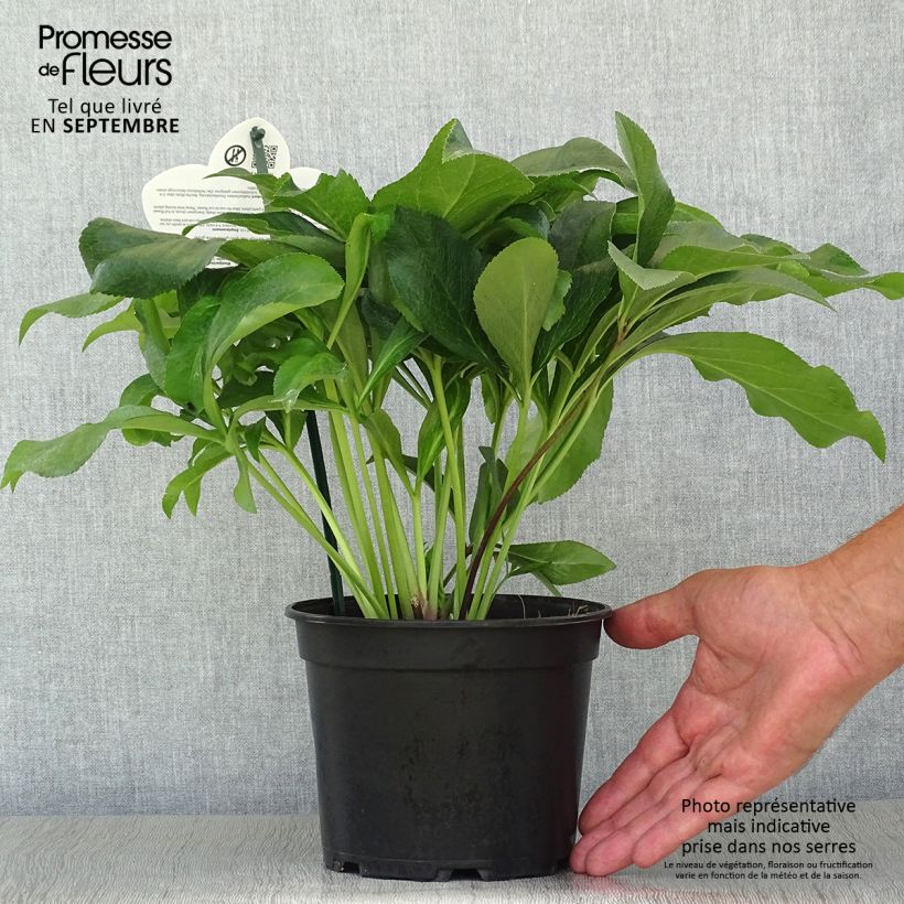 Helleborus hybridus ViV Amalia 2L/3L pot sample as delivered in autumn