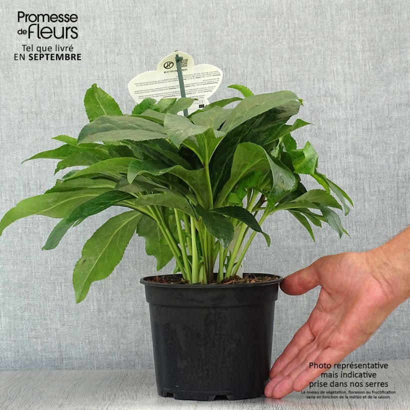 Helleborus hybridus ViV Ariana 2L/3L pot sample as delivered in autumn
