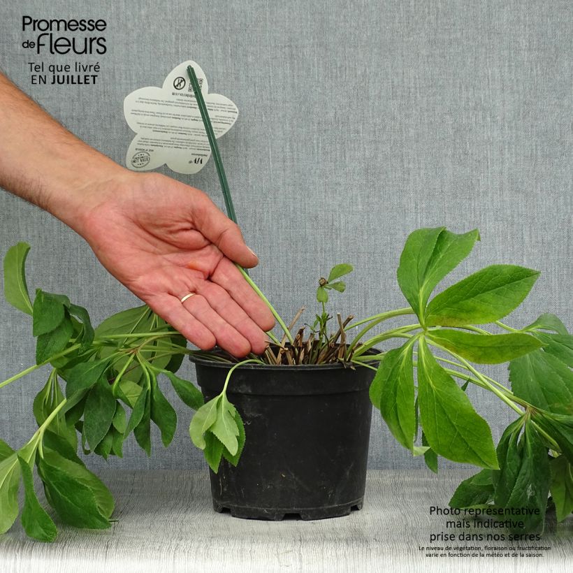 Helleborus hybridus ViV Batista 2L/3L pot sample as delivered in summer
