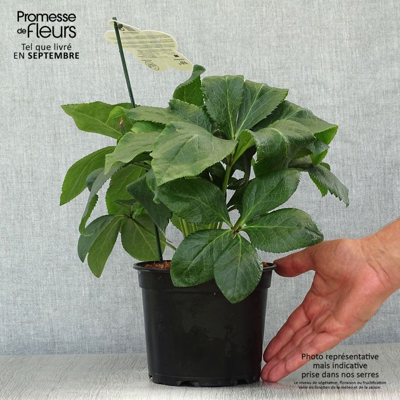 Helleborus hybridus ViV Benedetta 2L/3L pot sample as delivered in autumn