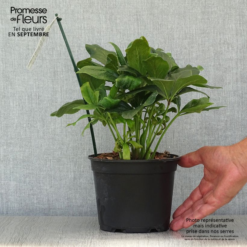 Helleborus hybridus ViV Carlotta 2L/3L pot sample as delivered in autumn
