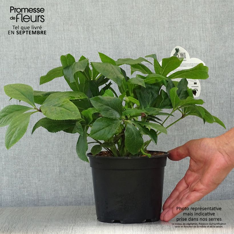 Helleborus hybridus ViV Celestina 2L/3L pot sample as delivered in autumn