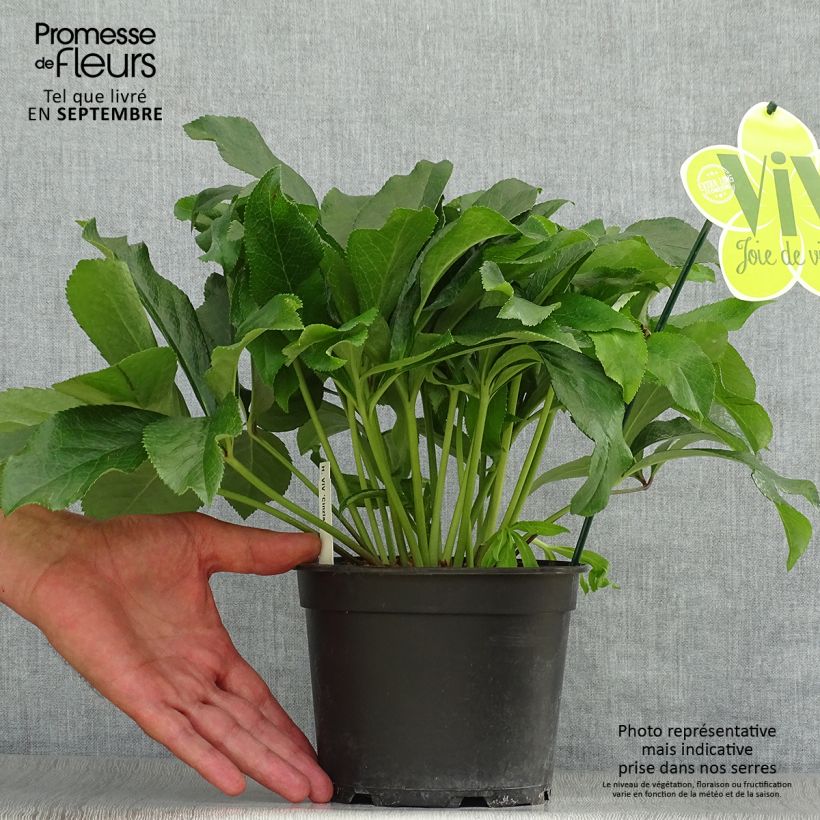 Helleborus hybridus ViV Cinzia 2L/3L pot sample as delivered in autumn