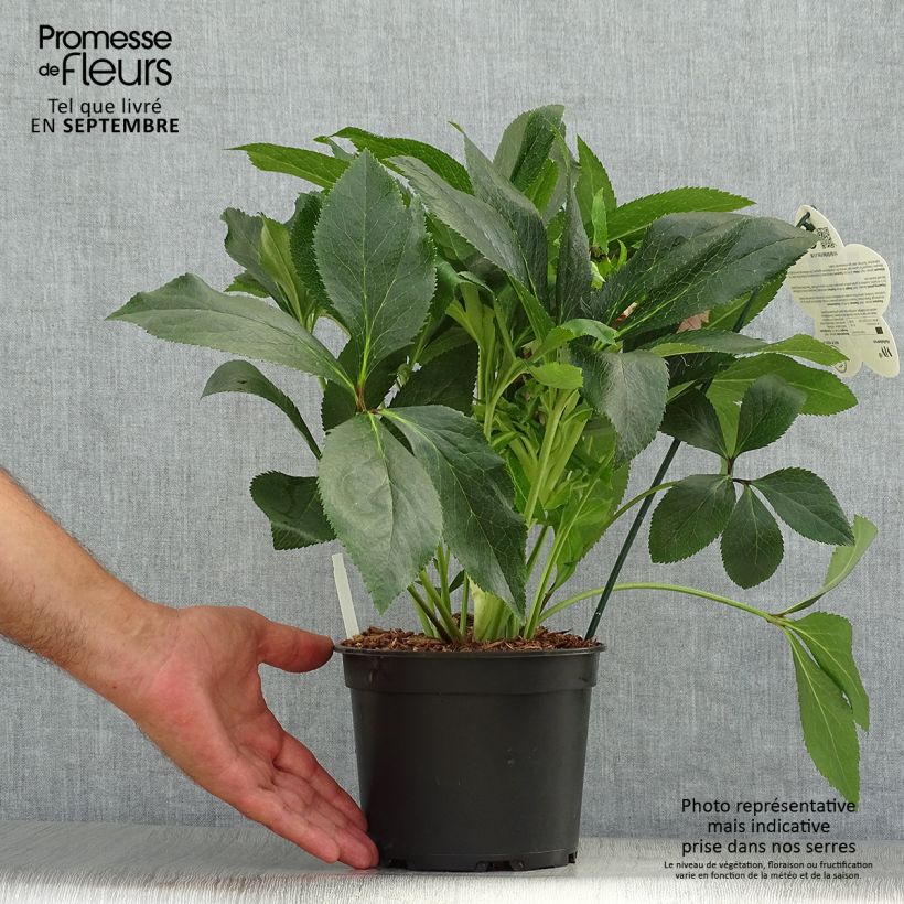 Helleborus hybridus ViV Elena 2L/3L pot sample as delivered in autumn