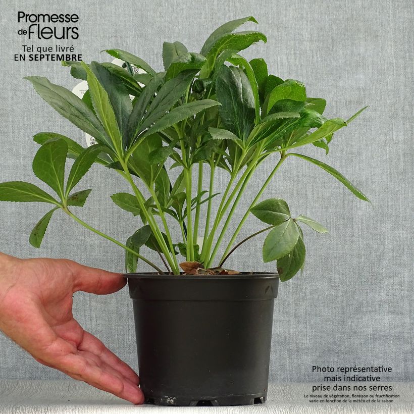 Helleborus hybridus ViV Eloisa 2L/3L pot sample as delivered in autumn