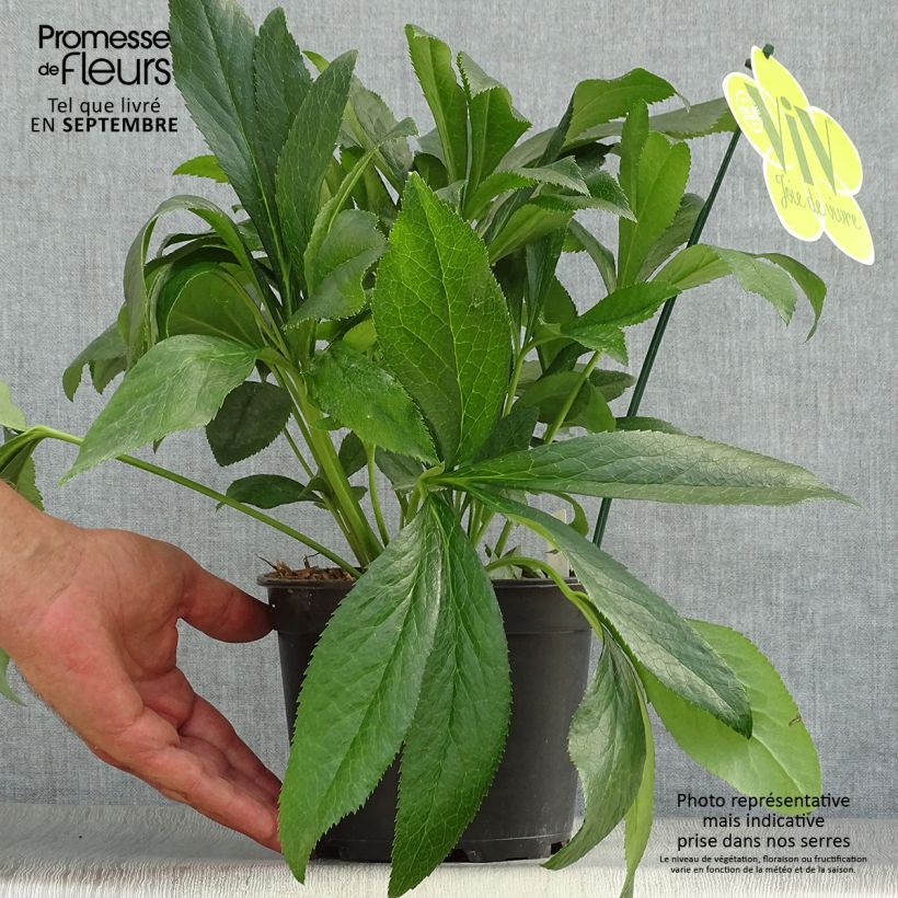 Helleborus hybridus ViV Elsa 2L/3L pot sample as delivered in autumn