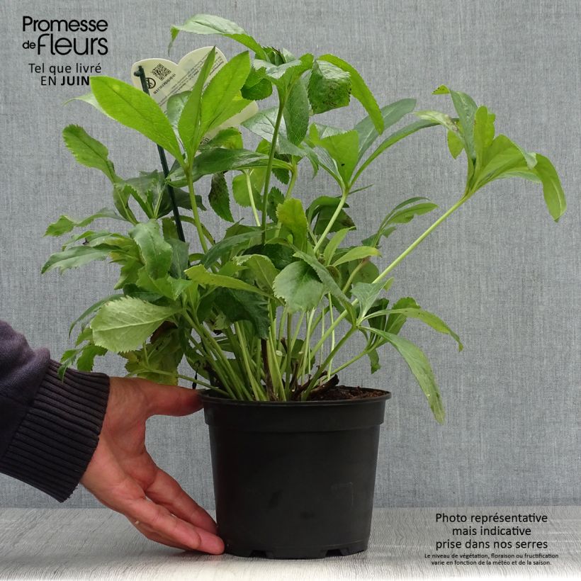 Helleborus hybridus ViV Elsa 2L/3L pot sample as delivered in summer