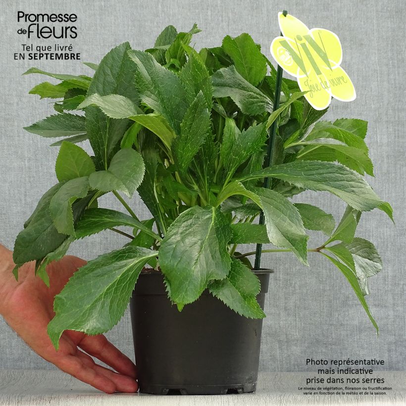 Helleborus hybridus ViV Fiorentina 2L/3L pot sample as delivered in autumn