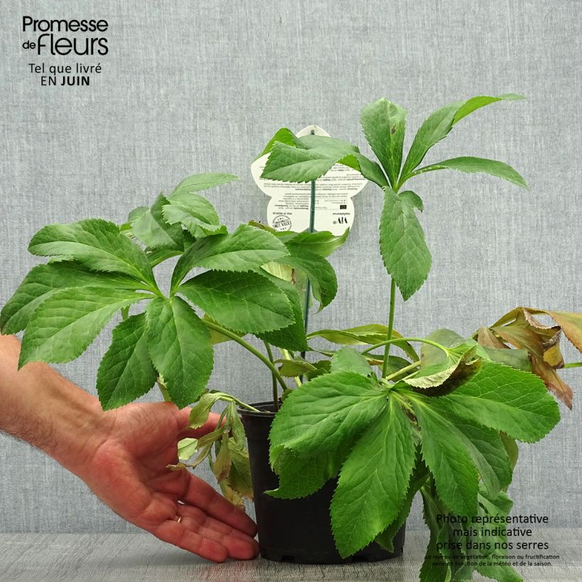 Helleborus hybridus ViV Fiorentina 2L/3L pot sample as delivered in summer