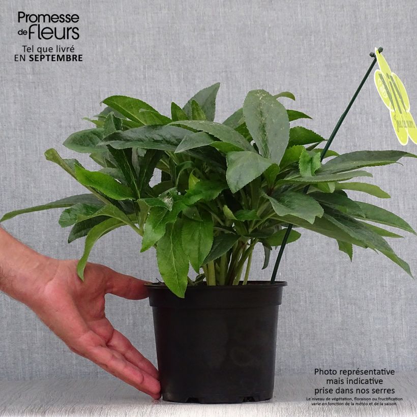 Helleborus hybridus ViV Laura 2L/3L pot sample as delivered in autumn
