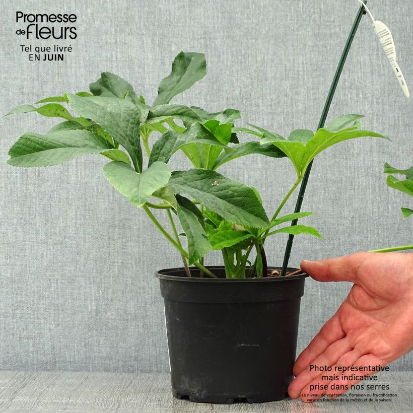 Helleborus hybridus ViV Laura 2L/3L pot sample as delivered in summer