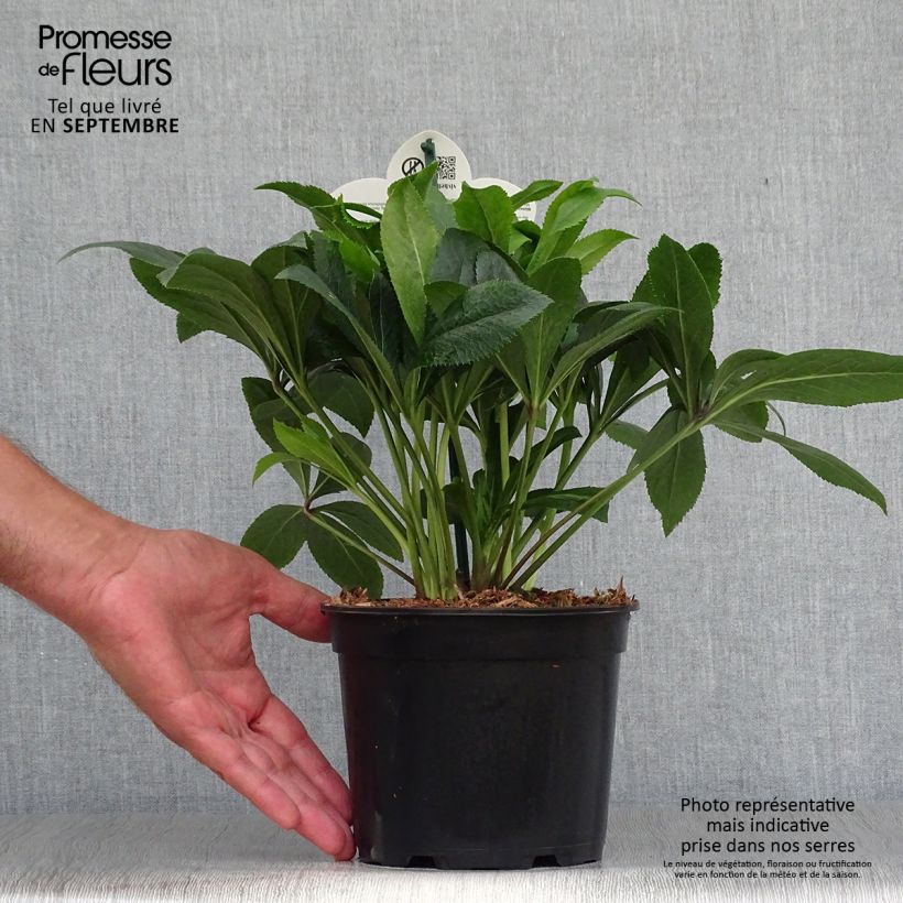 Helleborus hybridus ViV Liliana 2L/3L pot sample as delivered in autumn