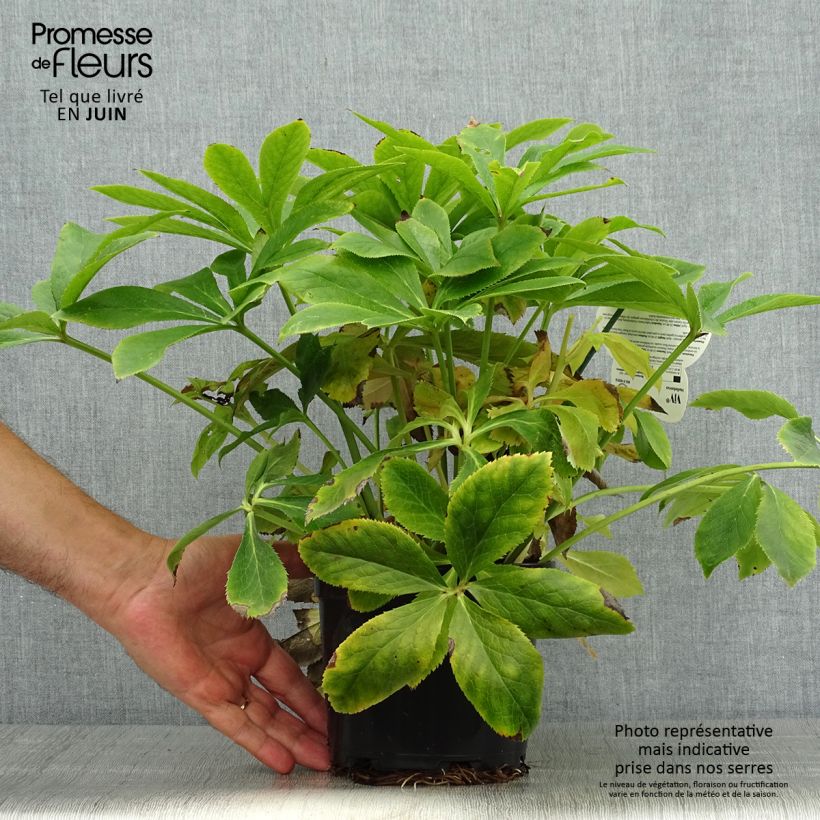 Helleborus hybridus ViV Lucrezia 2L/3L pot sample as delivered in summer