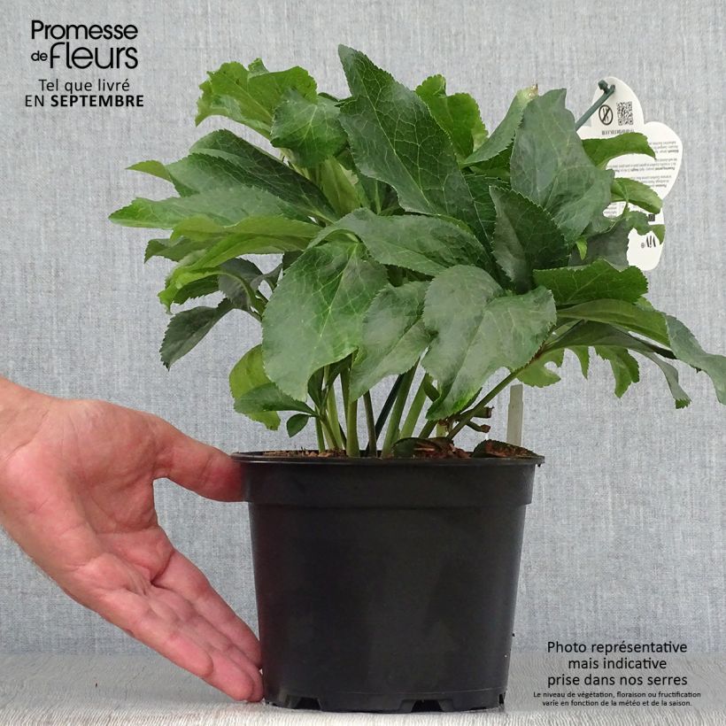 Helleborus hybridus ViV Micaela 2L/3L pot sample as delivered in autumn