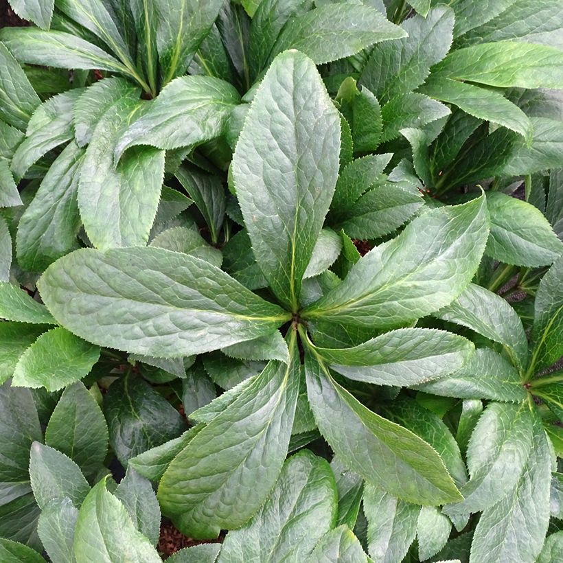Helleborus hybridus ViV Patrizia (Foliage)
