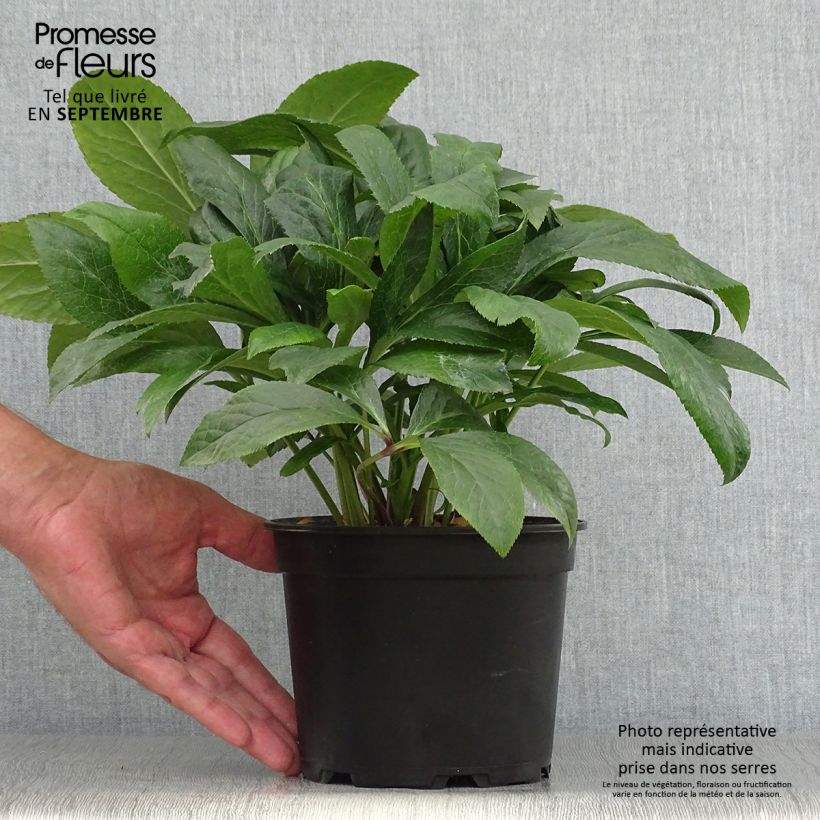 Helleborus hybridus ViV Patrizia 2L/3L pot sample as delivered in autumn