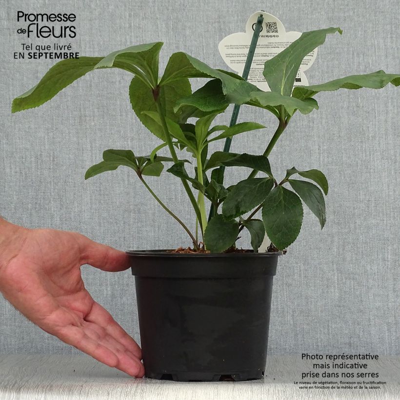 Hellébore orientale ViV Rosa Pot de 2L/3L sample as delivered in autumn