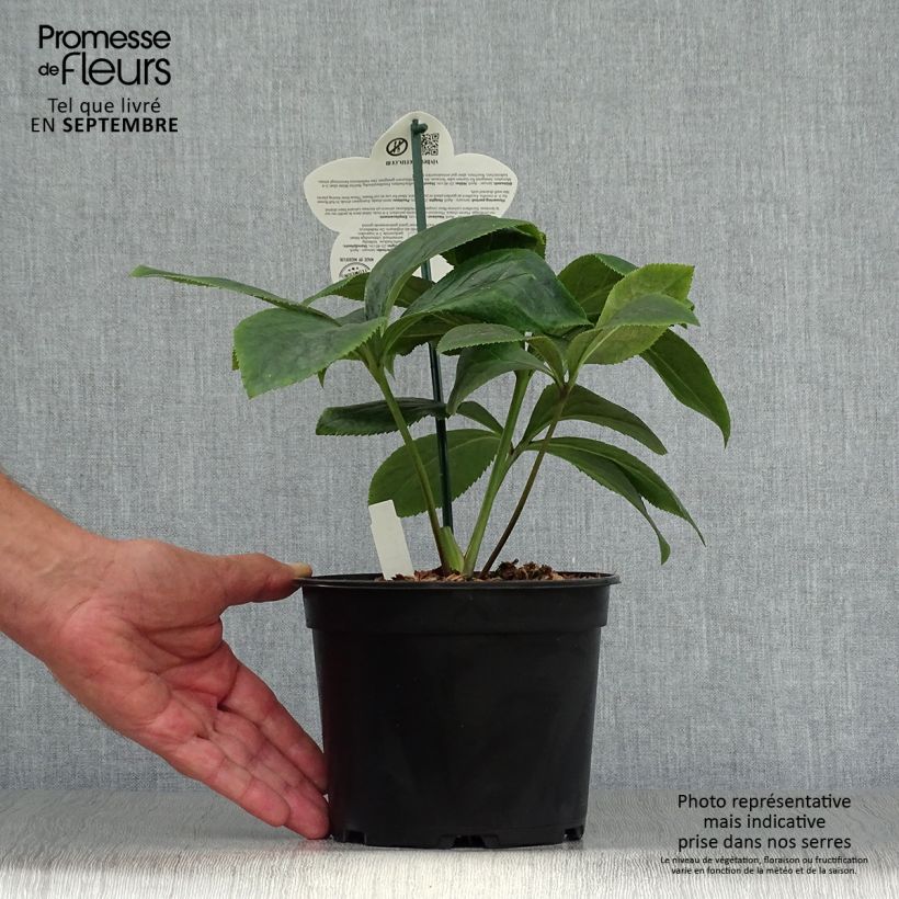 Helleborus hybridus ViV Serafina 2L/3L pot sample as delivered in autumn