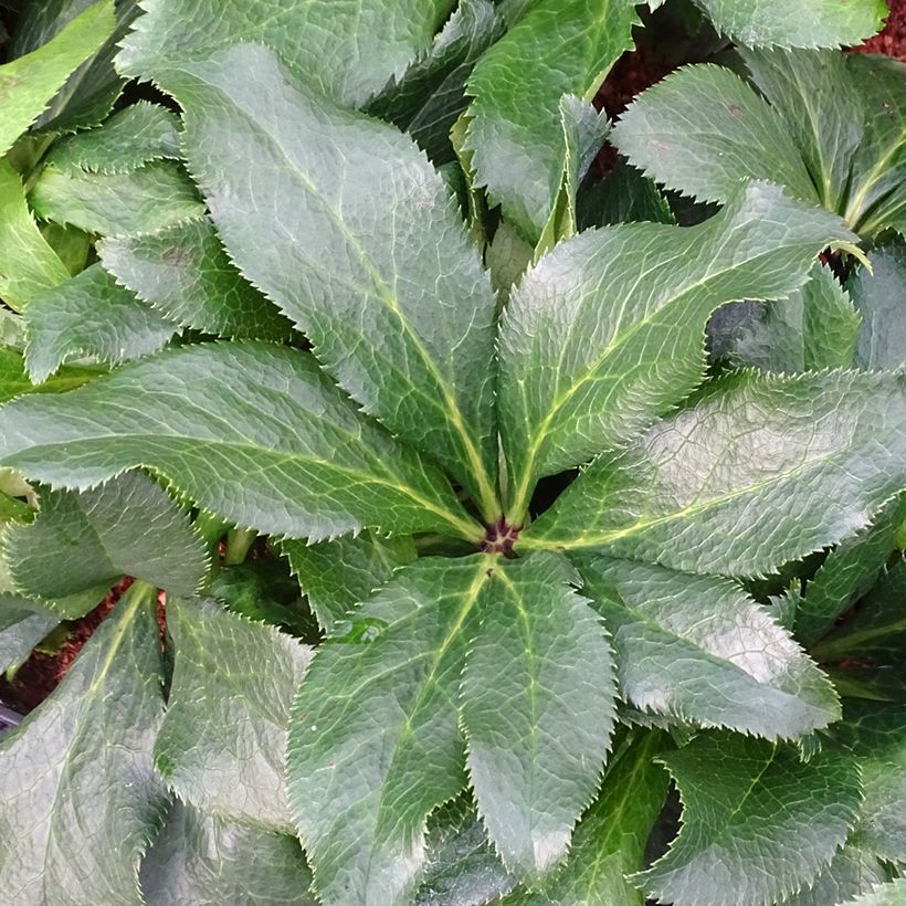 Helleborus hybridus ViV Stefania (Foliage)