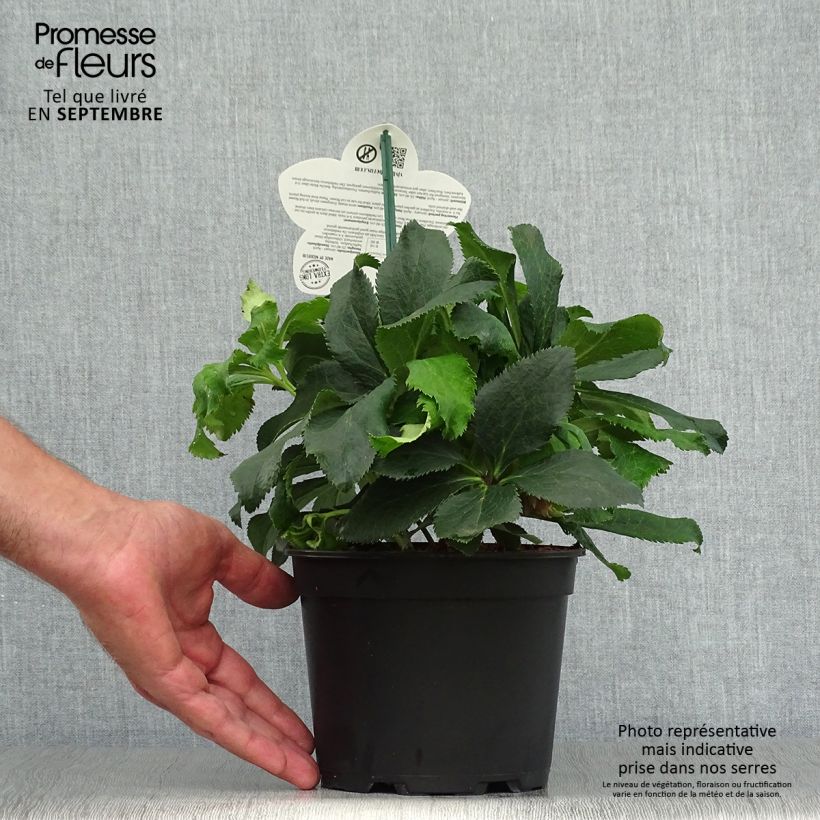 Helleborus hybridus ViV Stefania 2L/3L pot sample as delivered in autumn