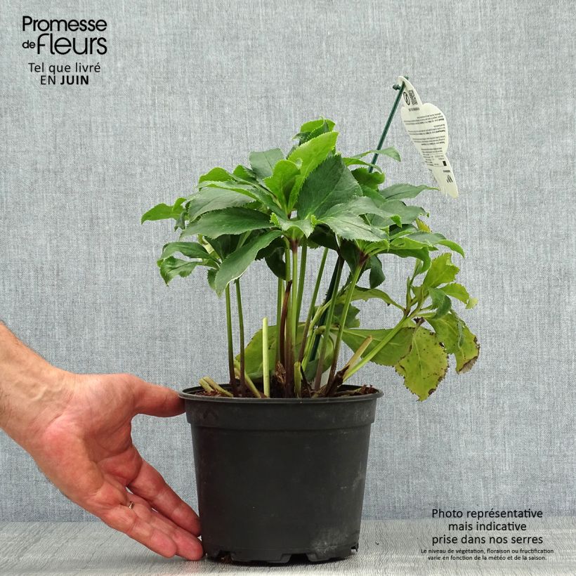 Helleborus hybridus ViV Stefania 2L/3L pot sample as delivered in summer