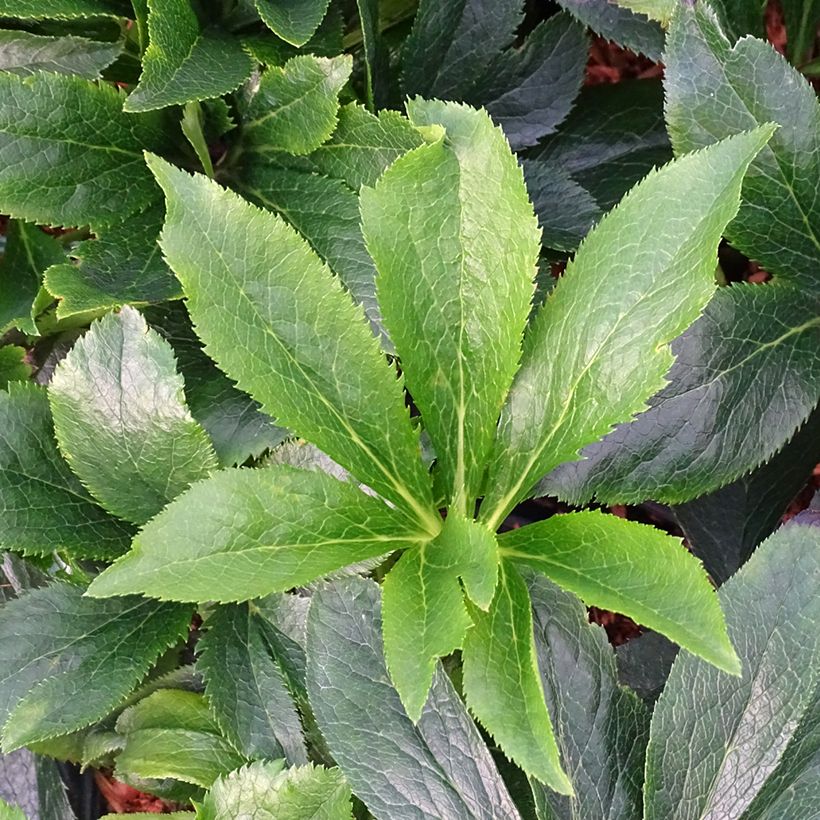 Helleborus hybridus ViV Suzanna (Foliage)