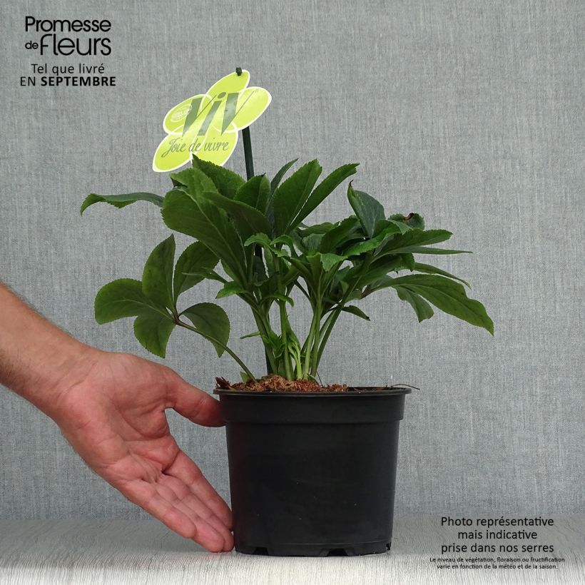 Helleborus hybridus ViV Suzanna 2L/3L pot sample as delivered in autumn
