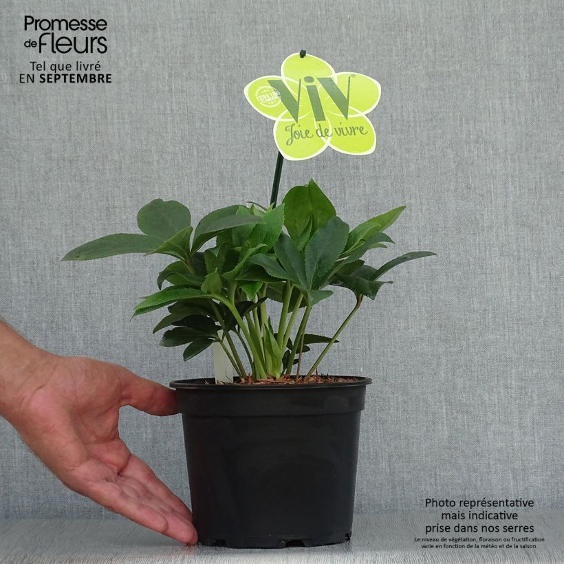 Hellébore orientale ViV Teresa Pot de 2L/3L sample as delivered in autumn