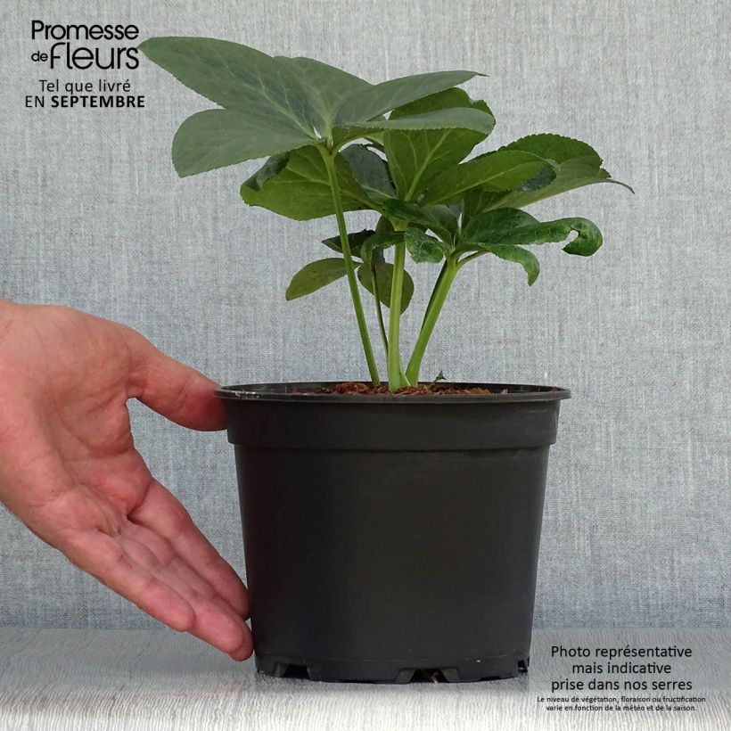 Hellébore orientale ViV Valentina Pot de 2L/3L sample as delivered in autumn