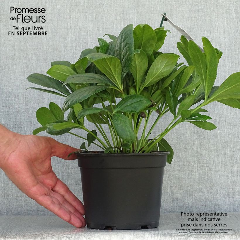 Helleborus hybridus ViV Victoria 2L/3L pot sample as delivered in autumn