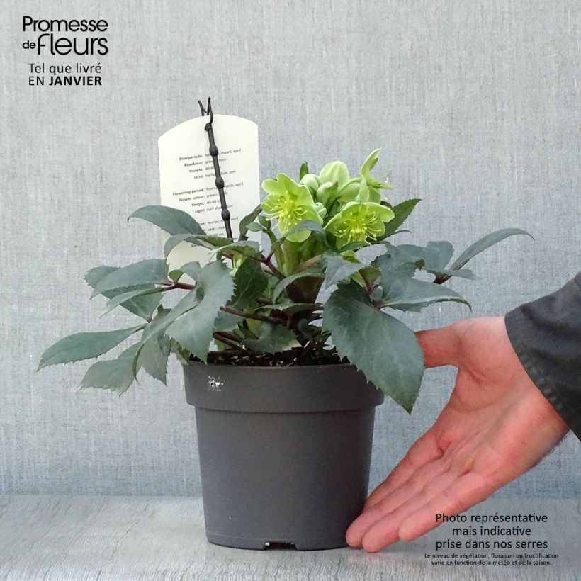 Helleborus sternii Boughton Beauty 1L/1.5L pot sample as delivered in winter
