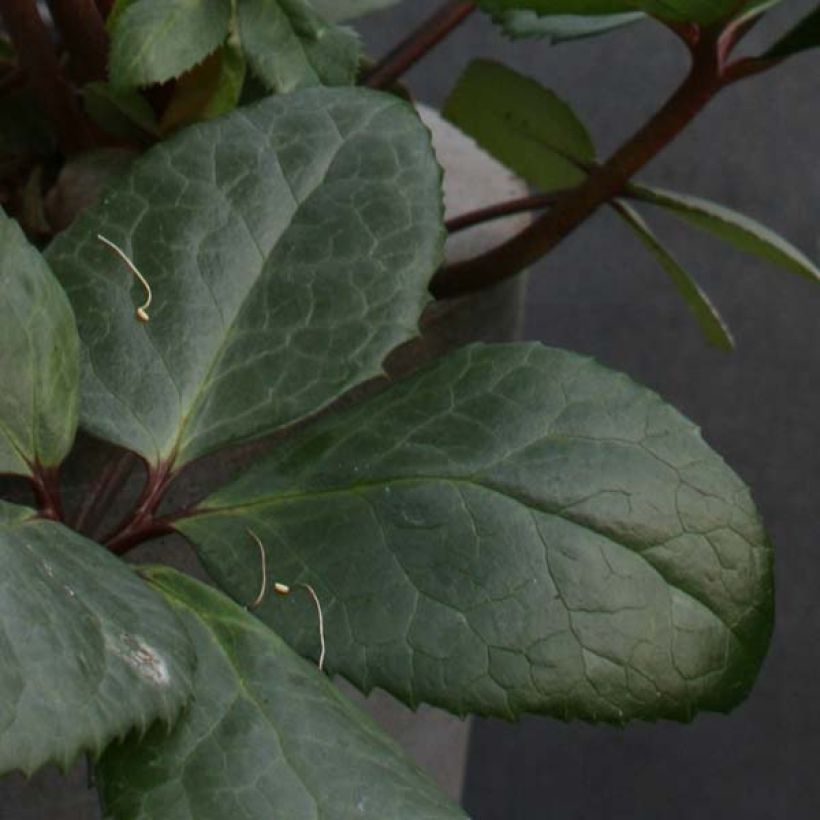 Helleborus nigercors Royal Sofia (Foliage)