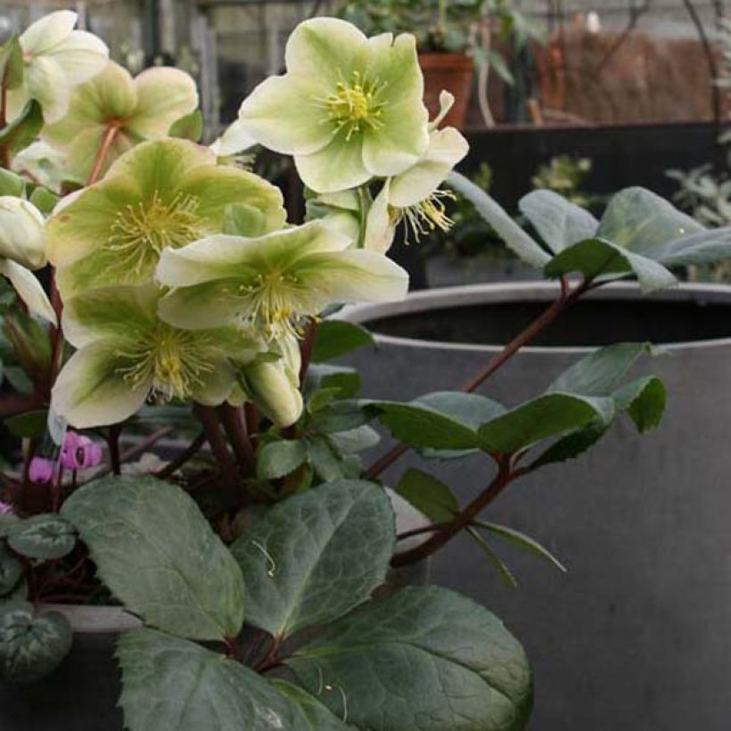 Helleborus nigercors Royal Sofia (Plant habit)