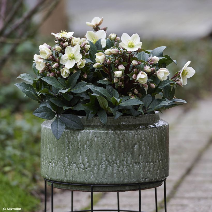 Helleborus hybridus (orientalis) ViV Olivia (Plant habit)