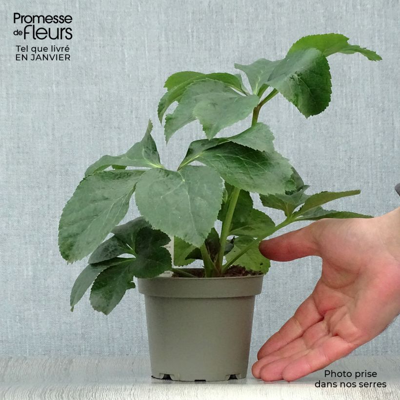 Helleborus orientalis subsp. abchasicus 12cm pot sample as delivered in winter