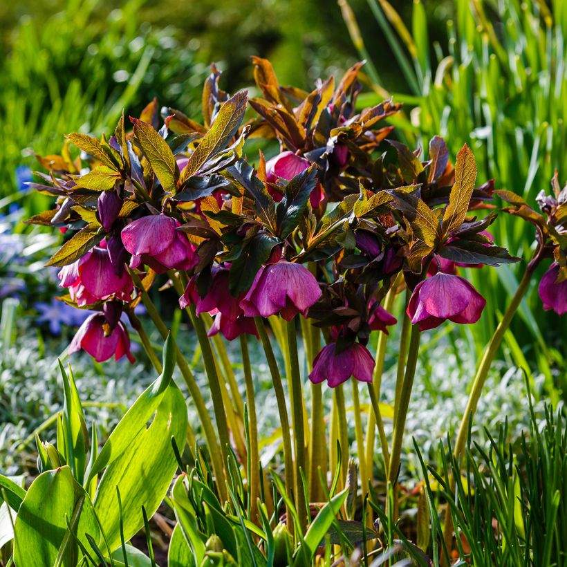 Helleborus orientalis subsp. abchasicus (Plant habit)