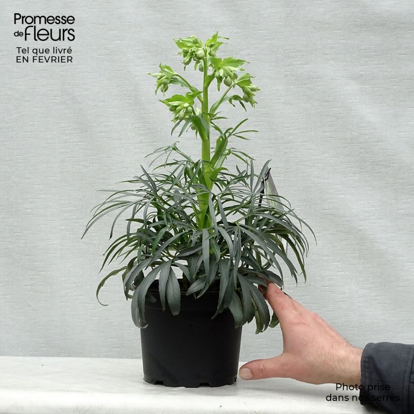 Helleborus foetidus Sopron 1L/1.5L pot sample as delivered in winter