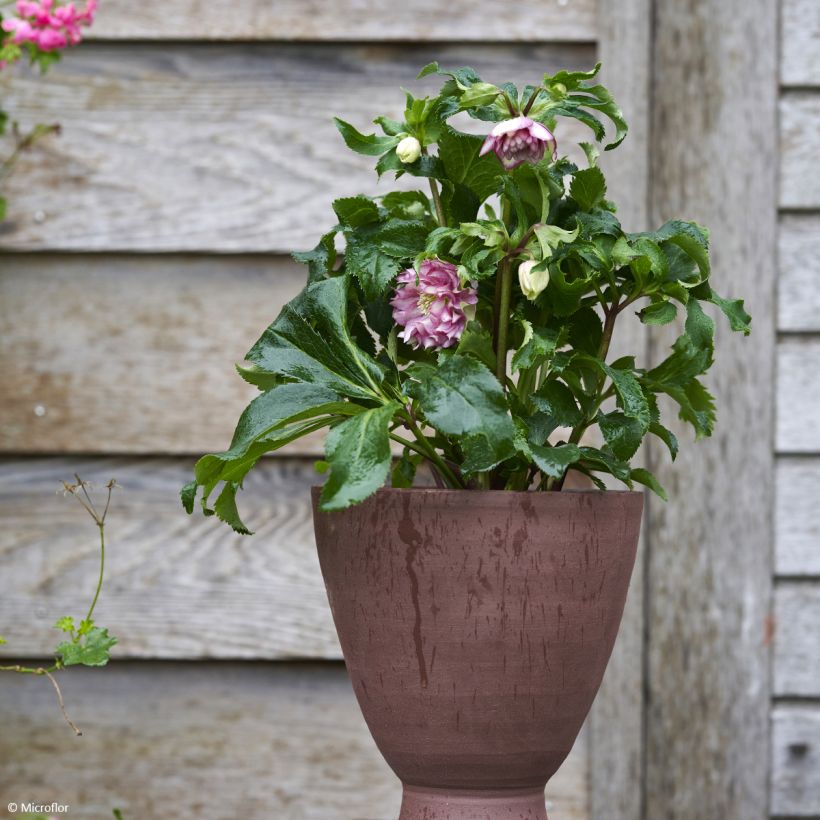 Helleborus hybridus ViV Stefania (Plant habit)
