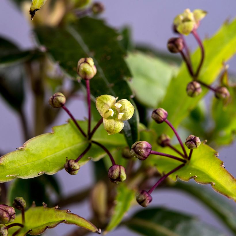 Helwingia chinensis (Flowering)