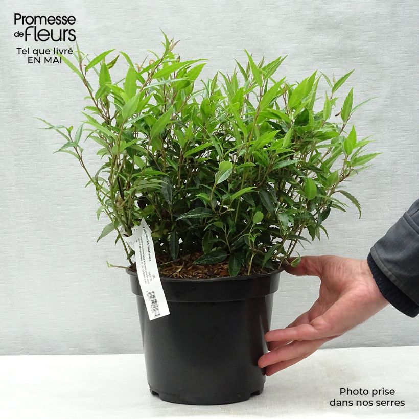 Helwingia himalaica 3L/4L pot sample as delivered in spring