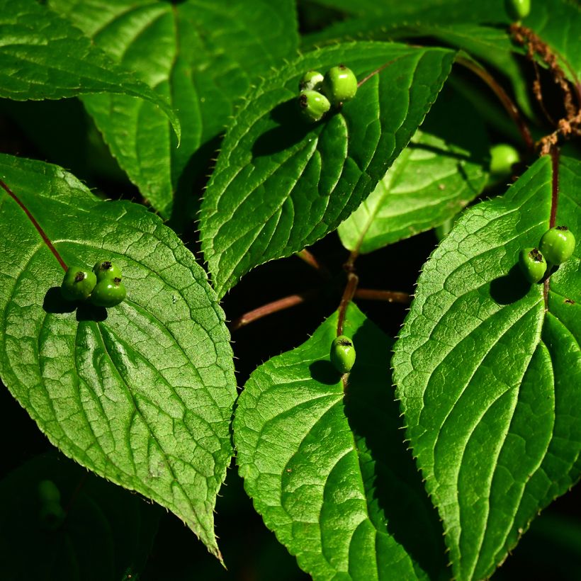 Helwingia japonica - Japanese helwingia (Harvest)
