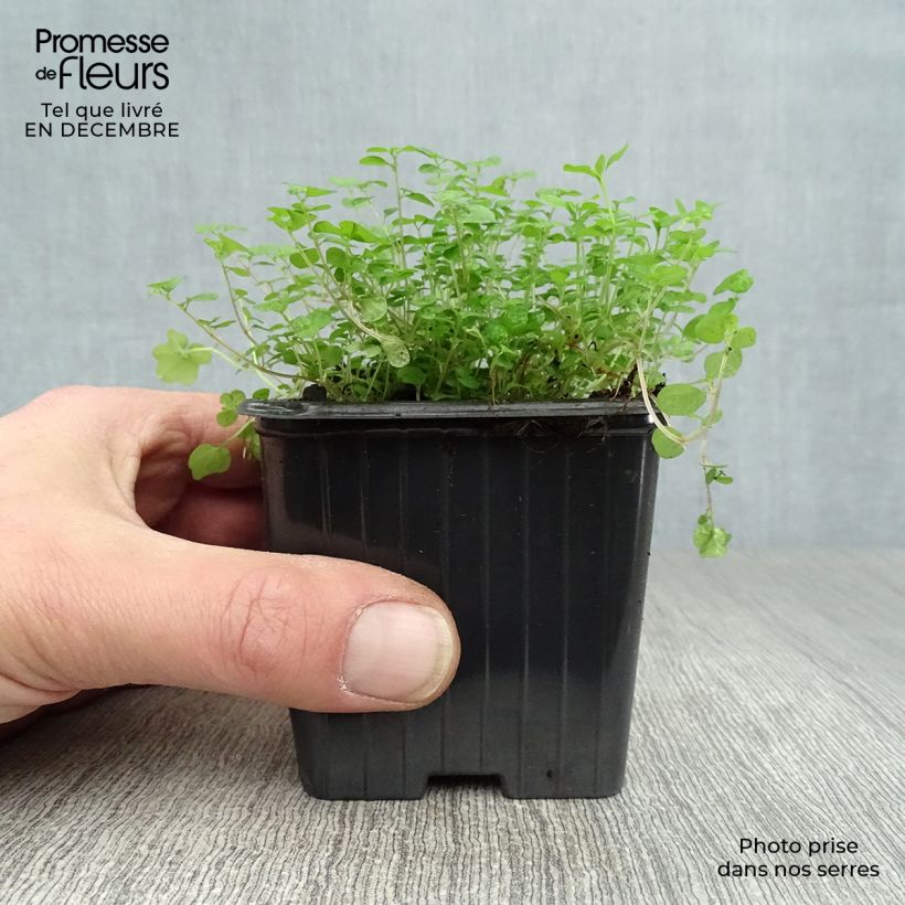 Helxine soleirolii - Corsican Creeper 7/8 cm pot sample as delivered in winter