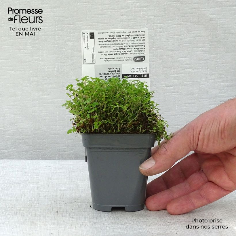 Helxine soleirolii - Corsican Creeper 7/8 cm pot sample as delivered in spring