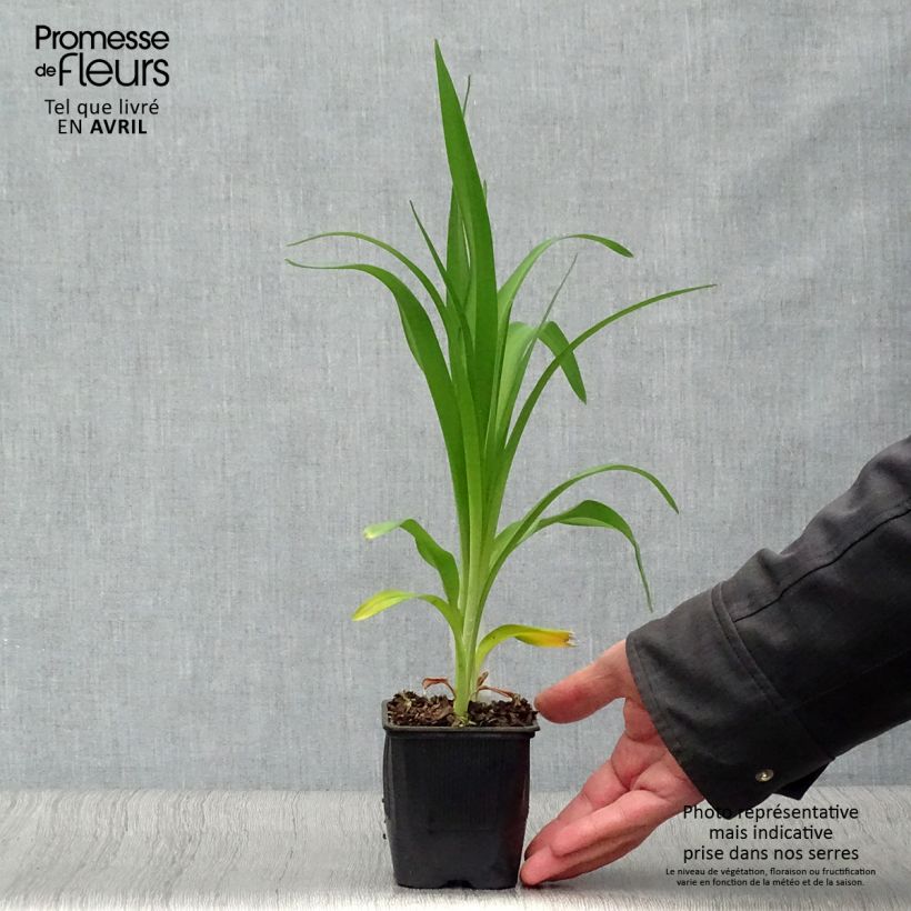 Hemerocallis Alice in Wonderland - Daylily 8/9 cm pot sample as delivered in spring