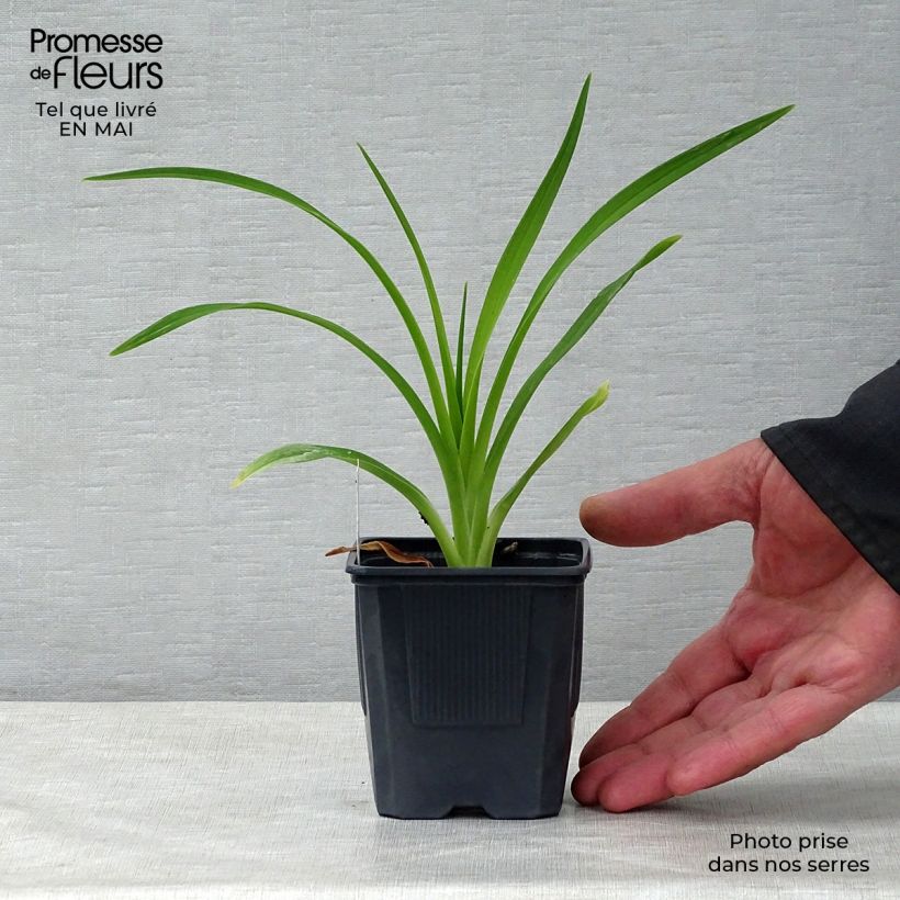Hemerocallis American Revolution - Daylily 8/9 cm pot sample as delivered in spring