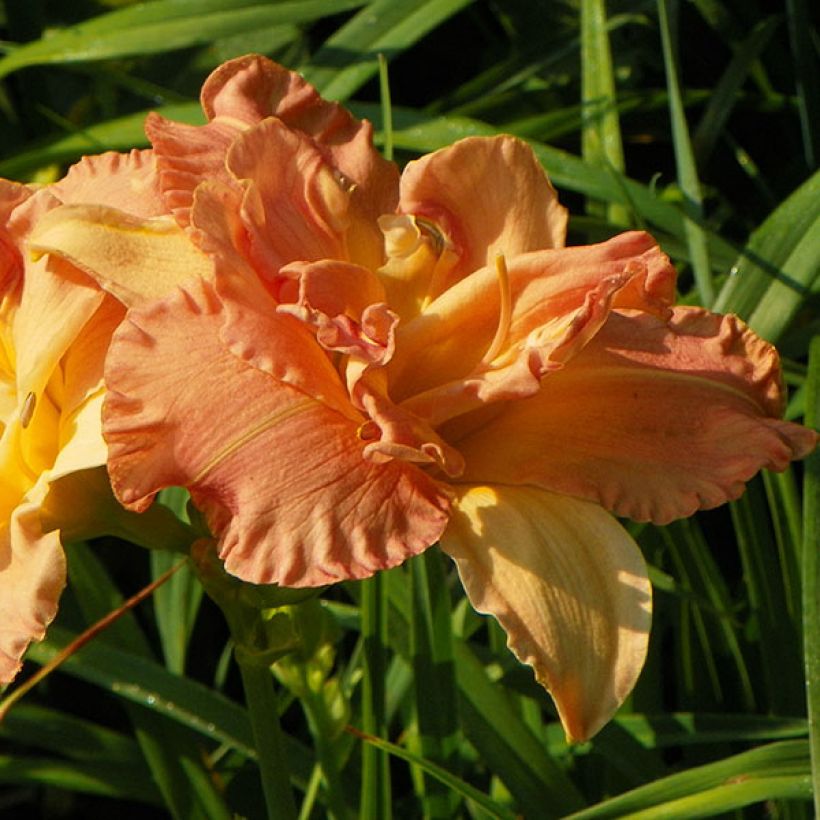 Hemerocallis Angelic Grin - Daylily (Flowering)